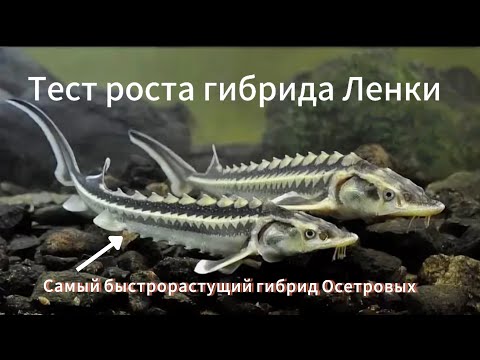 Видео: Выращивание осетровых в узв.Гибрид ленка. Тест роста!