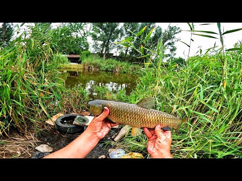 Видео: ДА КАК ЭТО ВОЗМОЖНО😱, АМУР КЛЮЕТ В ГОРОДЕ, РЫБАЛКА В АЛМАТЫ, РЫБАЛКА