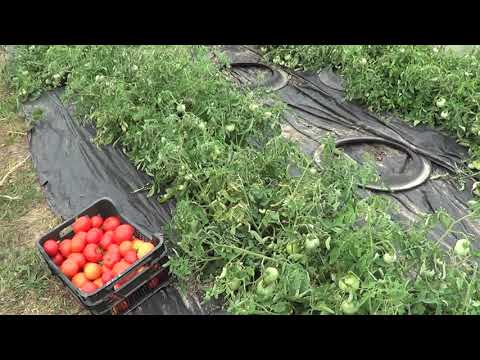 Видео: ЛУЧШИЕ ТОМАТЫ ПРИ ЛЮБЫХ УСЛОВИЯХ