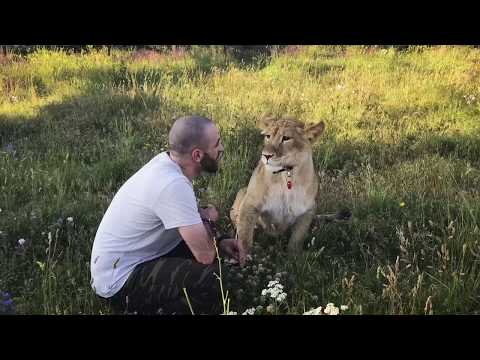 Видео: Львица Легенда. Первое знакомство с Олежкой. Парк львов Тайган.