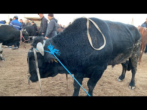 Видео: БОГОТ МОЛ БОЗОРИ ЕРТАЛАБГИ НАРХЛАРИ 29.10.2025