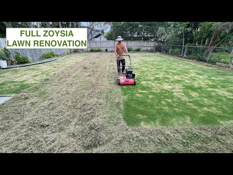 Видео: ПЫШНЫЙ ЗЕЛЕНЫЙ ЛУЖАЙ, ПОКРЫТЫЙ ПЕСКОМ. ПОЛНЫЙ РЕМОНТ ГАЗОНА ZOYSIA.