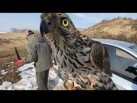 Видео: Охота Карчыга куш менен