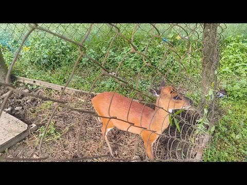 Видео: Загрузка видео Lou Sot Jap - I'll Be There For You