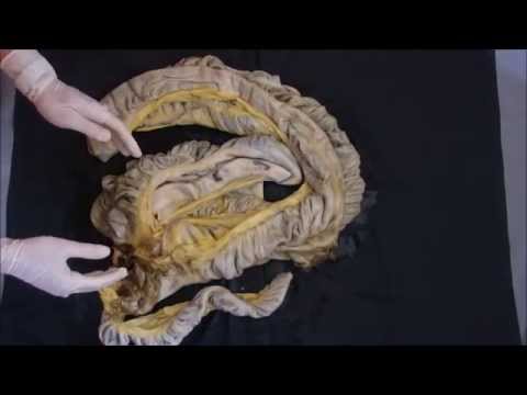 Видео: ободочная кишка лошади