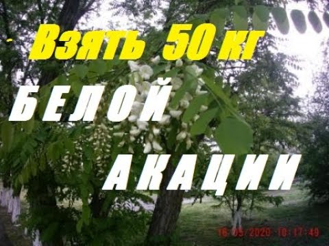 Видео: Количество майского мёда в 8 рамочном улье Белой акации.
