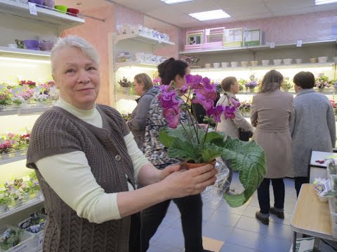 Видео: ДФ.Селекционер Т.Фурлетова: "Стрептокарпусы из семян"