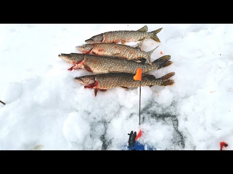 Видео: Ловля щуки на жерлицы. Зимняя рыбалка на реке Бирюса.