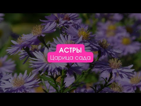 Видео: Астры / Царица сада. Сезон 2 #астры