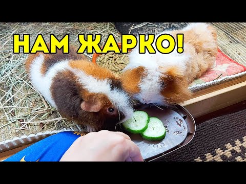 Видео: КАК ОХЛАДИТЬ МОРСКУЮ СВИНКУ В ЖАРУ. SvinkiShow