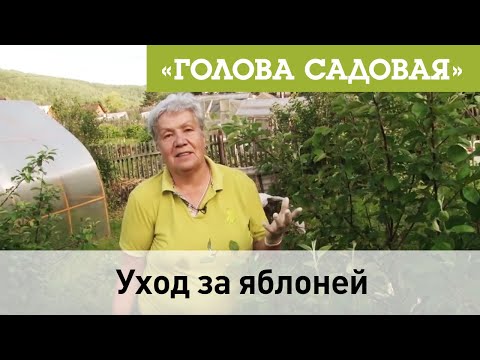 Видео: Голова садовая - Уход за яблоней