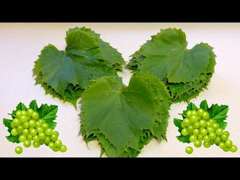Видео: 🌀 ВИНОГРАДНЫЕ ЛИСТЬЯ ДЛЯ ДОЛМЫ | ЛИСТЬЯ ВИНОГРАДА НА ЗИМУ | ЗАГОТОВКА И ХРАНЕНИЕ