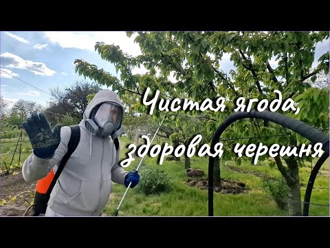 Видео: Когда и чем опрыскать вишню и черешню.