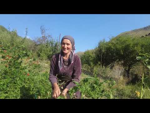 Видео: Фазенда Махача