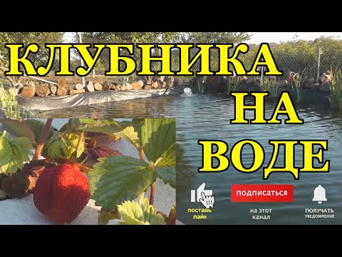 Видео: 👍🍓💯 Клубника на воде Результат моего эксперимента Принцип гидропоники