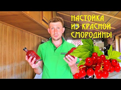 Видео: Быстрая настойка "От Димаса" из красной смородины по домашнему рецепту