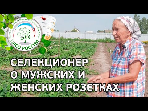 Видео: Селекционер о мужских и женских кустах клубники. Как определить стерильные сорта земляники.