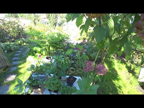 Видео: Мои покупочки растишки