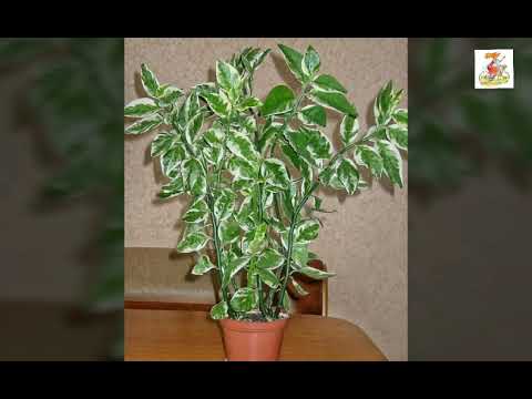 Видео: Педилантус. Уход. Размножение