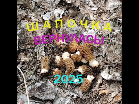 Видео: Грибы 2025. Сморчковая шапочка Вернулась!  Verpa bohemica. 14 апреля