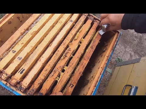 Видео: ФОРМИРУЮ СЕМЬЮ ПЧЁЛ В ЗИМУ! ОКОНЧАТЕЛЬНАЯ СБОРКА ГНЕЗДА, КАК КОРДОВАН ПОДГОТОВИЛСЯ К ЗИМЕ! (ЧАСТЬ 1)