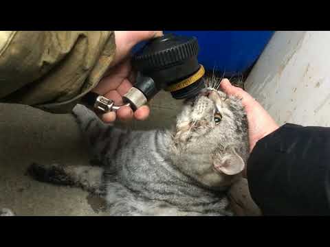 Видео: Пожарные откачали кота, найденного после тушения пожара в жилом доме.