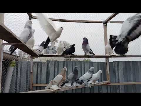 Видео: 28 марта 2025 г.