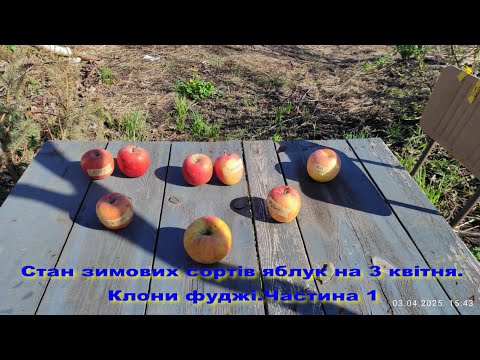 Видео: Стан зимових сортів яблук на 3 квітня.Клони фуджі.Частина1.