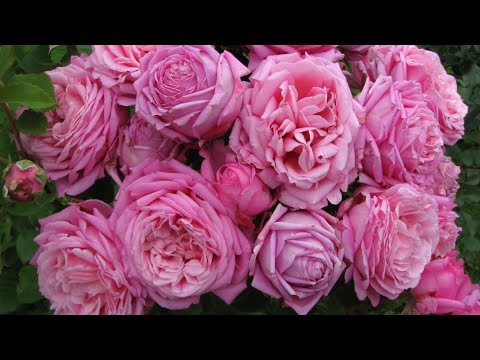 Видео: 🌹💕ТОП Самых Оригинальных и Красивых роз  🌹  Лучшие из Лучших 😍👍