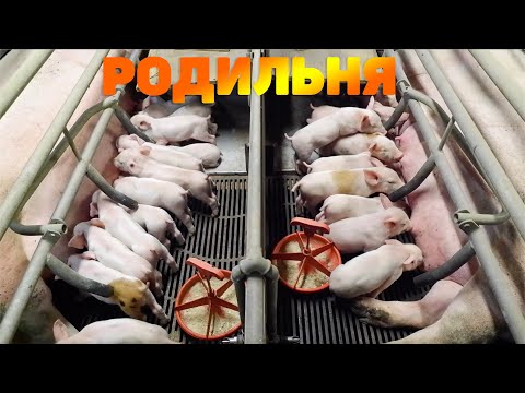 Видео: РАБОТА НА СВИНОФЕРМЕ. ДАНИЯ. РОДИЛЬНОЕ ОТДЕЛЕНИЕ