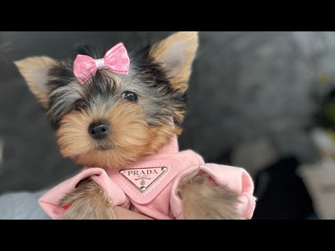 Видео: VLOG:2 ДНЯ С НАМИ|ЩЕНКИ ЙОРКА❤️|ЧИПИРОВАНИЕ|ПЕРВЫЕ ПРИЧЁСКИ ЩЕНКОВ|РАЗЛУЧИЛИ ДЕВОЧЕК|жизнь заводчика