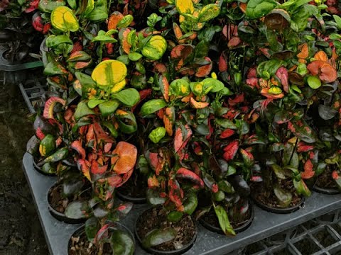 Видео: Сорта кротонов 2023-1