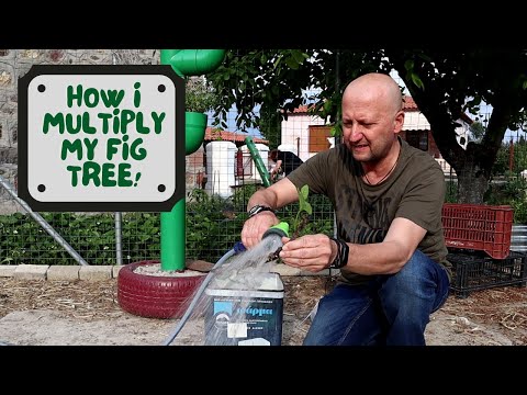 Видео: Самый простой способ в мире размножить смоковницу!