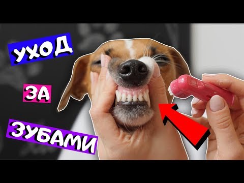 Видео: УХОД ЗА ЗУБАМИ СОБАКИ | ЧИСТКА ЗУБНОГО КАМНЯ У СОБАК