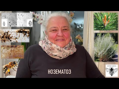 Видео: Нозематоз