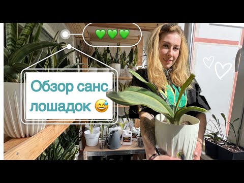 Видео: Обзор крупных санс из моей коллекции 🪴 #sansevieria #sansevieriaplant #сансевиерия #сансы