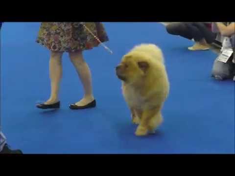 Видео: Чау-Чау на World Dog Show 2016. Часть 3