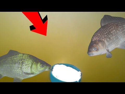 Видео: Манная БОЛТУШКА в действии! Реакция рыбы на болтушку! Подводная съемка