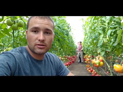 Видео: 50 ОТТЕНКОВ РОЗОВОГО. 18+ (селекция - только для опытных АГРОНОМОВ)