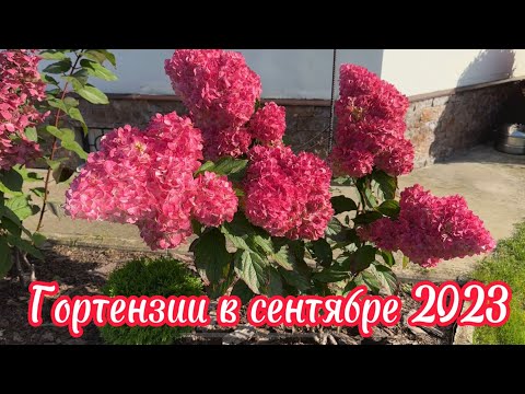 Видео: Мои Гортензии в сентябре 2023г ! /  Обзор по сортам