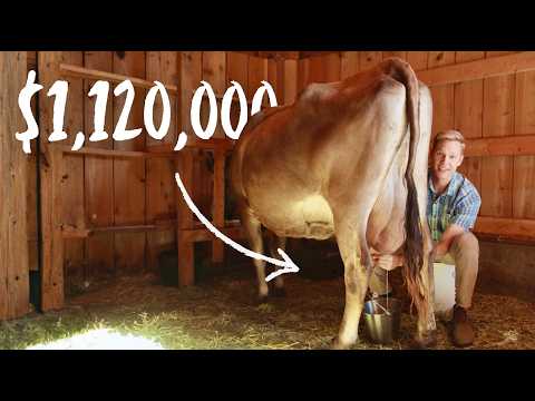 Видео: Каково было в 14 лет основать сырную компанию