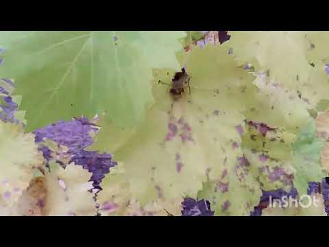 Видео: Виноград на 26.10.-Висновки і коментарі...)