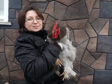 Видео: Порода кур кохинхин. Плюсы и минусы содержания.