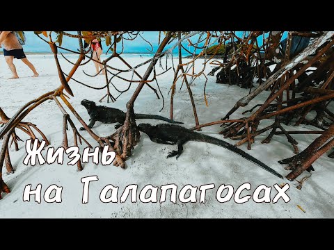 Видео: Прожил на Галапагосах 5 недель