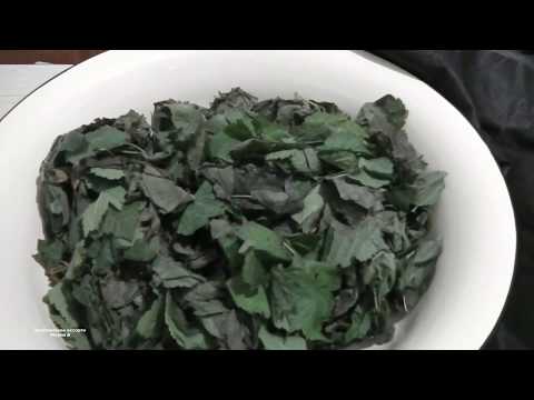 Видео: КАК ФЕРМЕНТИРОВАТЬ ЛИСТЬЯ  ЕЖЕВИКИ И ЛИСТЬЯ  МАЛИНЫ  БЫСТРО И КАЧЕСТВЕННО