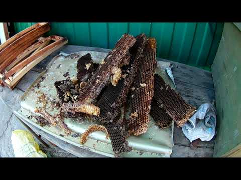 Видео: Простой способ получения 100% воска