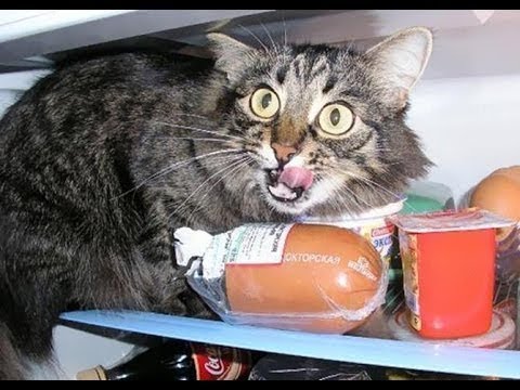 Видео: Коты - воришки, приколы с котами, подборка смешных котов, которые воруют различные вещи