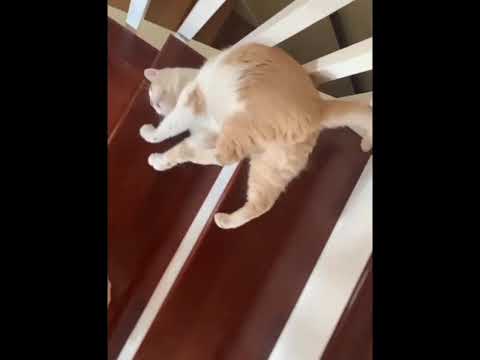 Видео: Если у вас плохой день, просто посмотрите на этих смешных котов