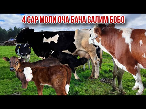 Видео: Молҳои оча бача аз дачаи Ғозиен Салим бобо 25 октября 2025 г.