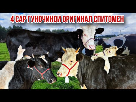 Видео: 27 октября 2025 г.